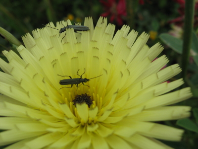 Oedemera virescens